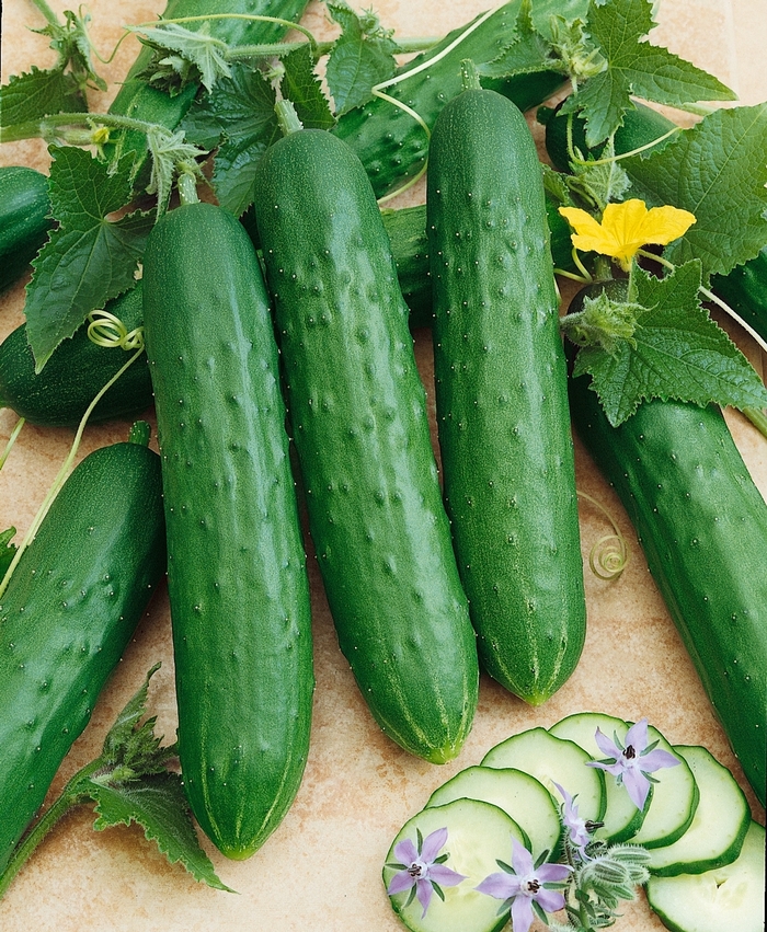 'Saladmore Bush' Cucumber - Cucumis sativus from Robinson Florists