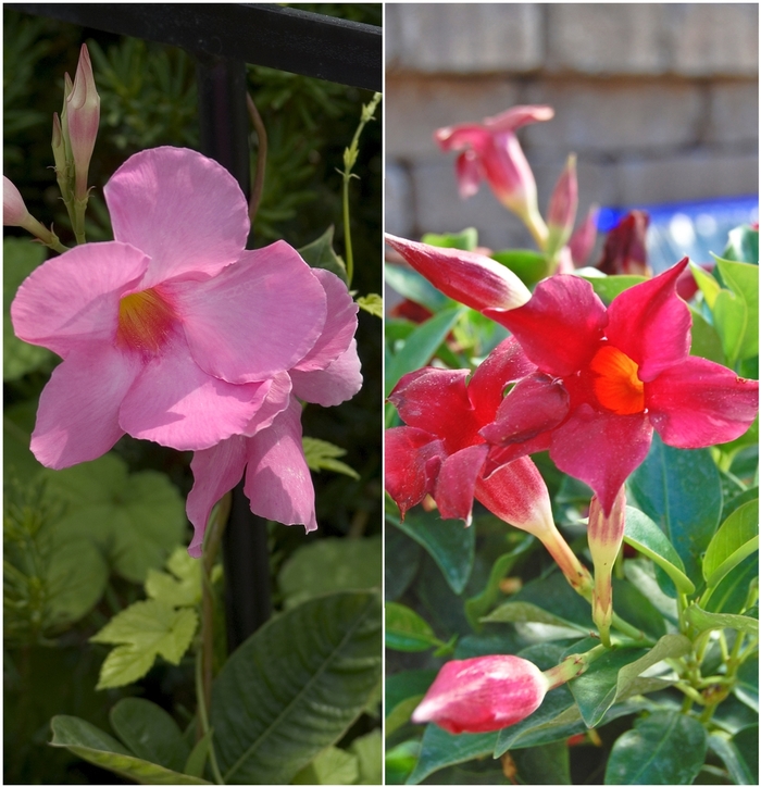 'Multiple Varieties' - Mandevilla sanderi from Robinson Florists