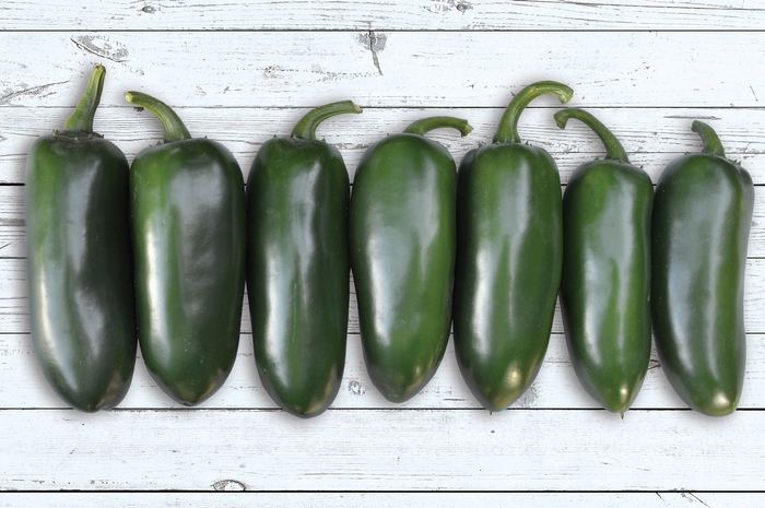 'Emerald Fire' Jalapeno pepper - Capsicum annuum from Robinson Florists