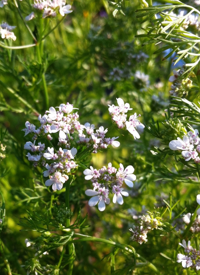 Coriander - Coriandrum sativum from Robinson Florists