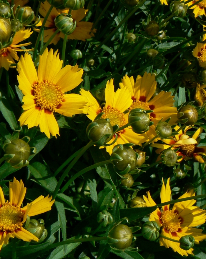 'Baby Sun' Tickseed - Coreopsis grandiflora from Robinson Florists