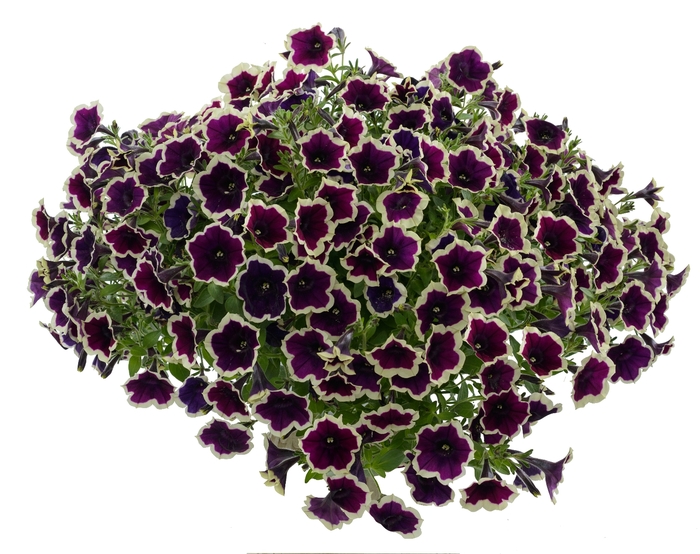 Cascadias&trade; 'Rim Magenta' - Petunia from Robinson Florists