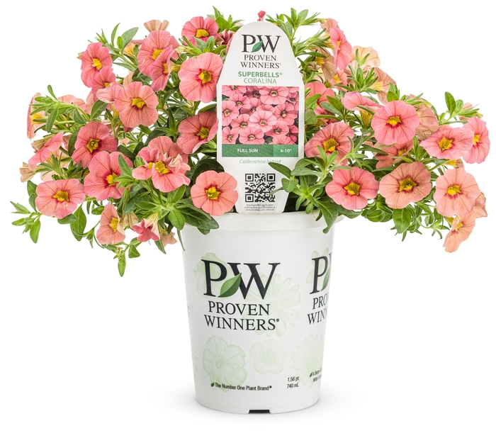 Superbells® 'Coralina' - Calibrachoa from Robinson Florists