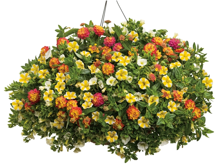 Superbells&reg; 'White' - Calibrachoa from Robinson Florists