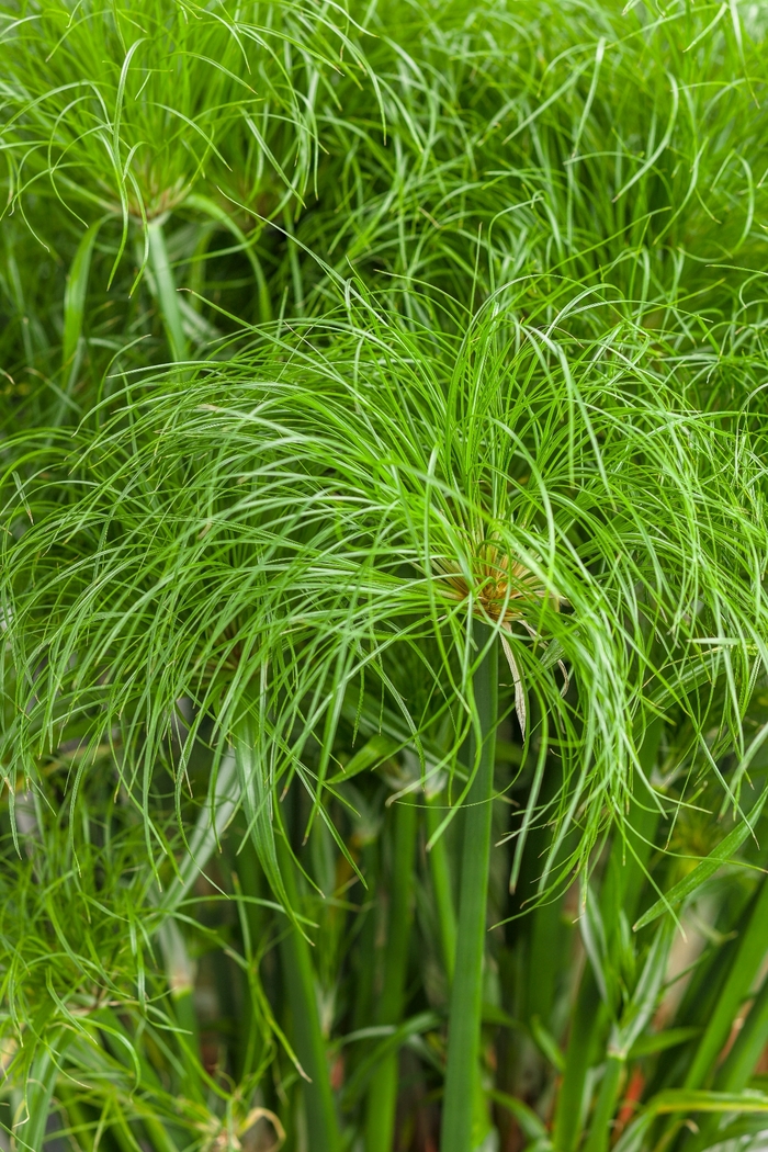 Graceful Grasses® 'Prince Tut™' - Cyperus papyrus (Dwarf Egyptian Papyrus) from Robinson Florists