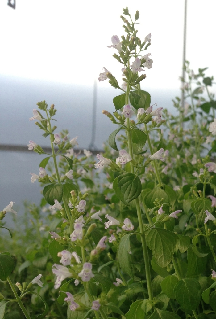 Calamint - Calamintha nepeta from Robinson Florists