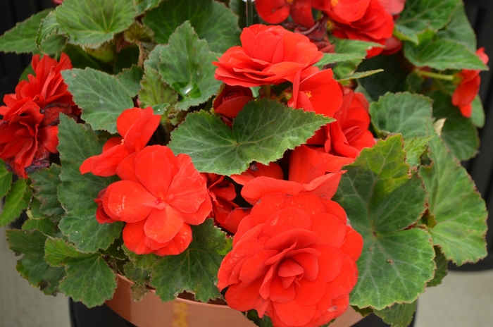 Nonstop® 'Red' - Begonia x tuberhybrida (Tuberous Begonia) from Robinson Florists