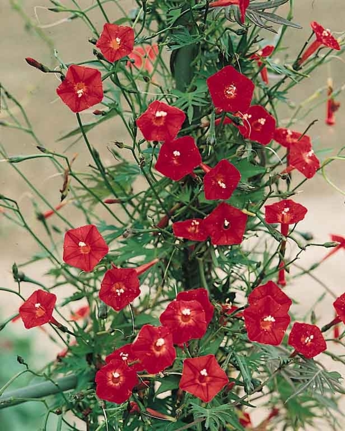 Cardinal Climber - Ipomoea sloteri from Robinson Florists