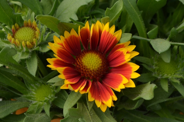 Galya™ 'Wild Fire' - Gaillardia x grandiflora (Blanket Flower) from Robinson Florists