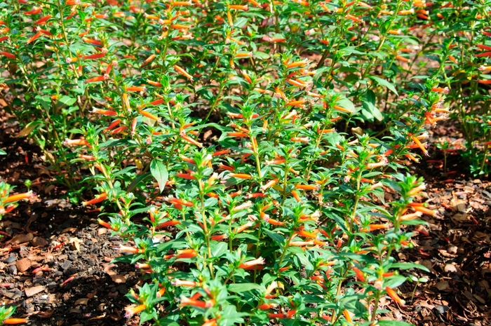 'Vermillionaire®' Large Firecracker Plant - Cuphea from Robinson Florists