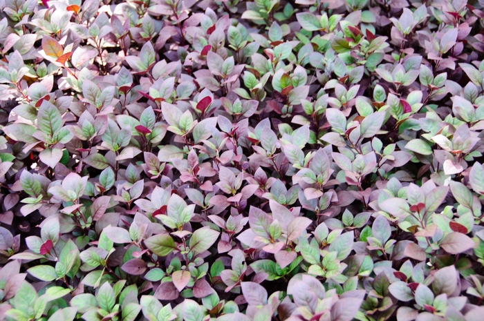 'Little Ruby' Joseph's Coat - Alternanthera dentata from Robinson Florists