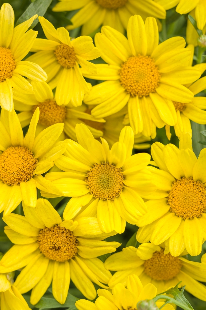 'Golden Butterfly®' Marguerite Daisy - Argyranthemum frutescens from Robinson Florists