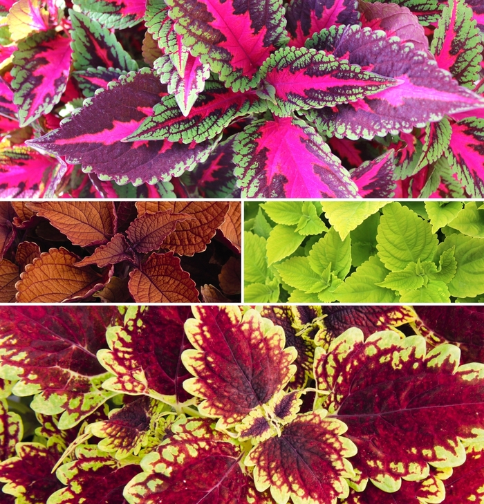 Main Street 'Multiple Varieties' - coleus from Robinson Florists