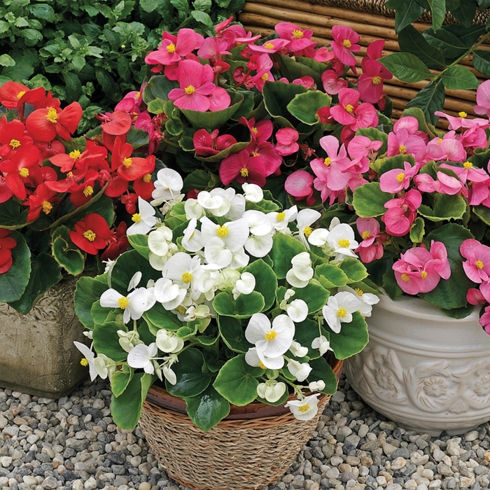 Bada Bing® 'Mix' - Begonia semperflorens from Robinson Florists