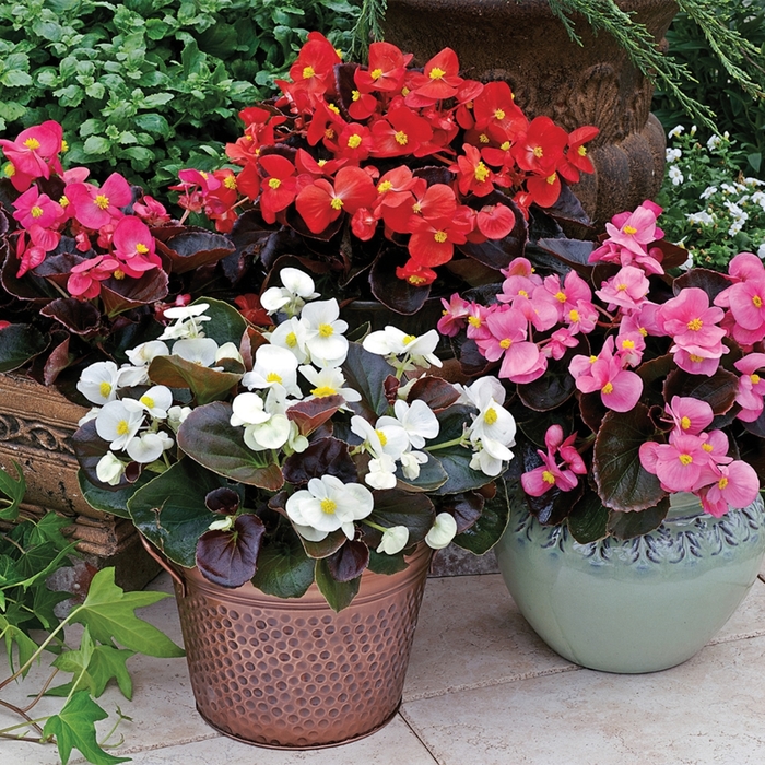 Bada Boom® 'Mix' - Begonia semperflorens from Robinson Florists