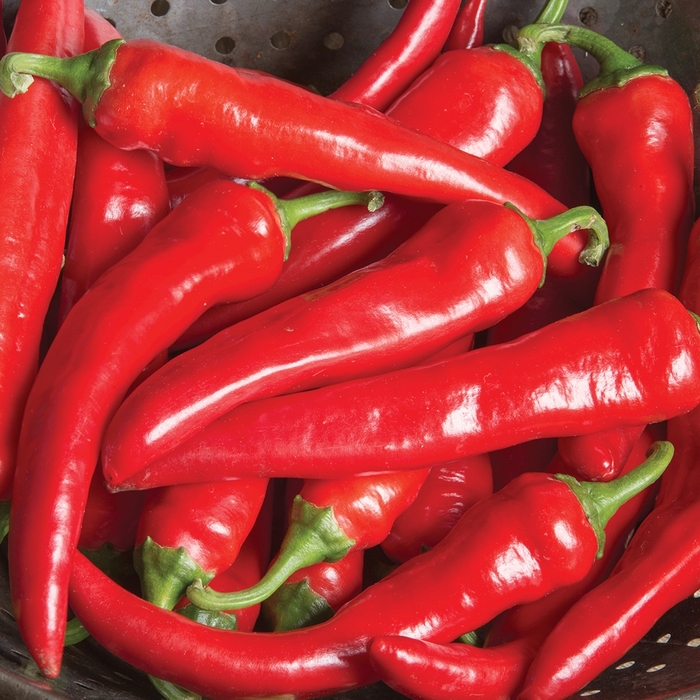 'Red Ember' Cayenne Pepper - Capsicum annuum from Robinson Florists