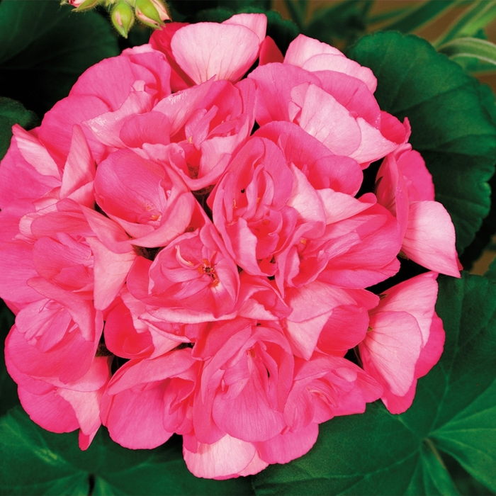 Americana® 'Pink' - Pelargonium x hortorum (Zonal Geranium) from Robinson Florists