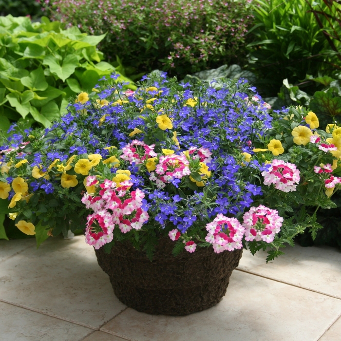 Kwik Kombos™ 'Welcome Back Spring™ Mix' - Combination Planter () from Robinson Florists