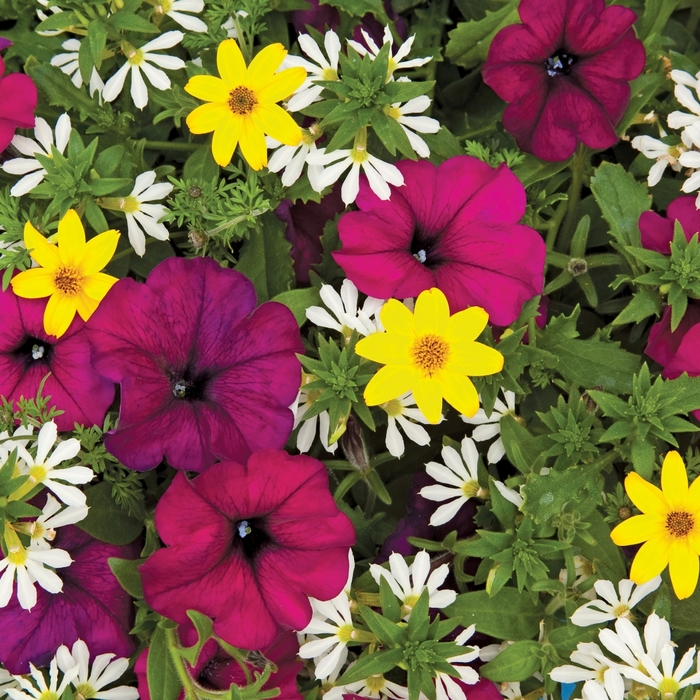 Kwik Kombos™ 'Royal Gold™ Mix' - Combination Planter () from Robinson Florists