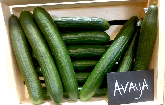 'Avaya' English Cucumber - Cucumis sativus from Robinson Florists