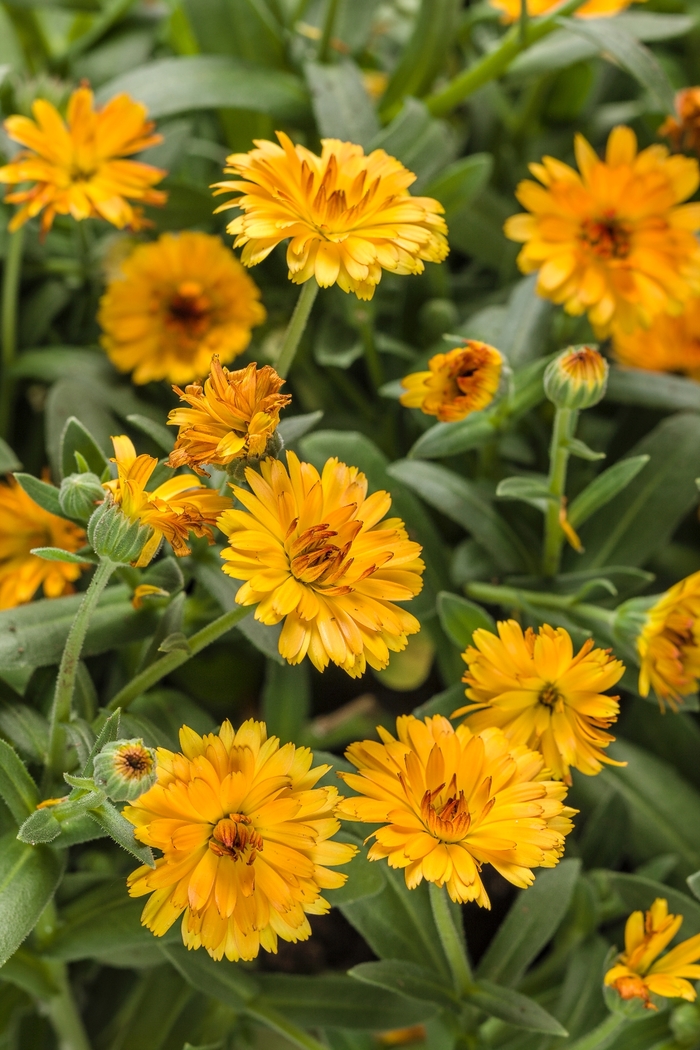 Lady Godiva® 'Orange' - Calendula officinalis (English Marigold) from Robinson Florists