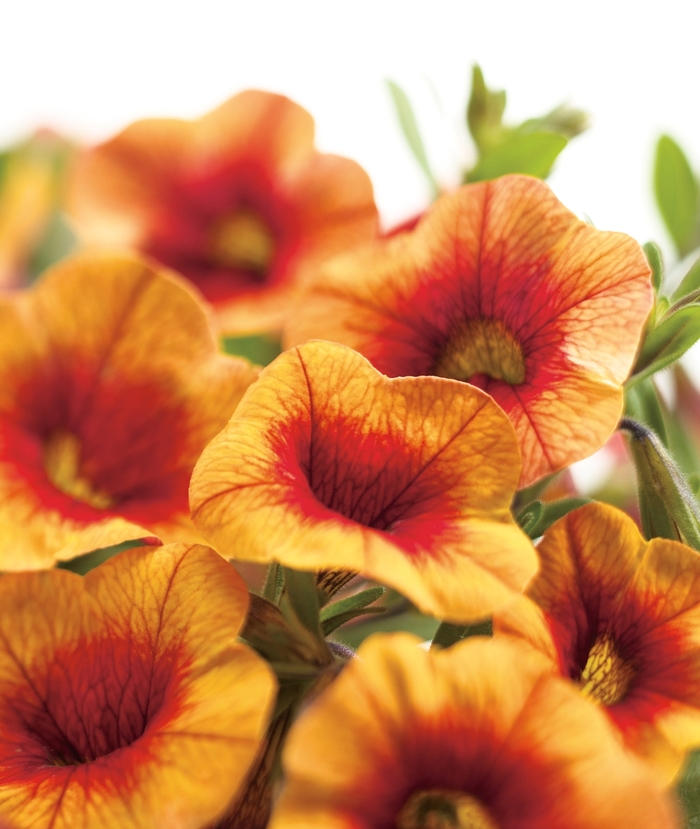 Superbells&reg; 'Apricot Punch' - Calibrachoa from Robinson Florists