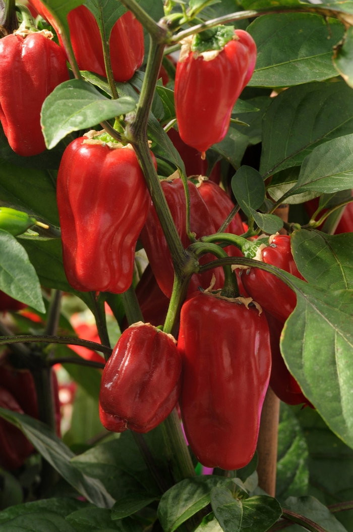 'Sweet Heat' Hot Pepper, Bell Pepper - Capsicum annuum from Robinson Florists