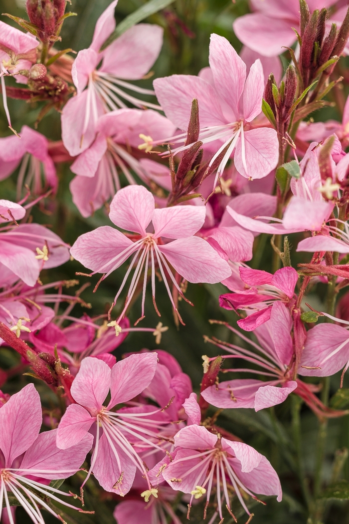 ''Karalee® Petite Pink'' Wand Flower - Gaura lindheimeri from Robinson Florists