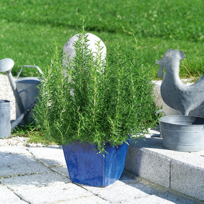 Common Rosemary - Rosmarinus officinalis from Robinson Florists