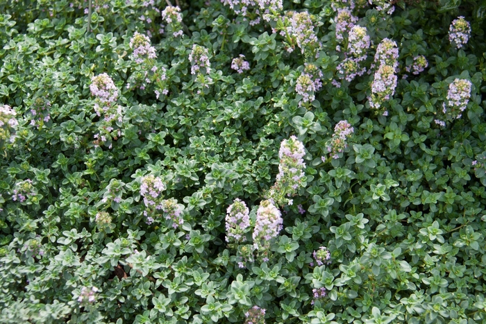 Lemon Thyme - Thymus x citriodorus from Robinson Florists