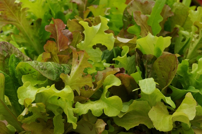 'Gourmet Blend' Lettuce - Lactuca sativa from Robinson Florists
