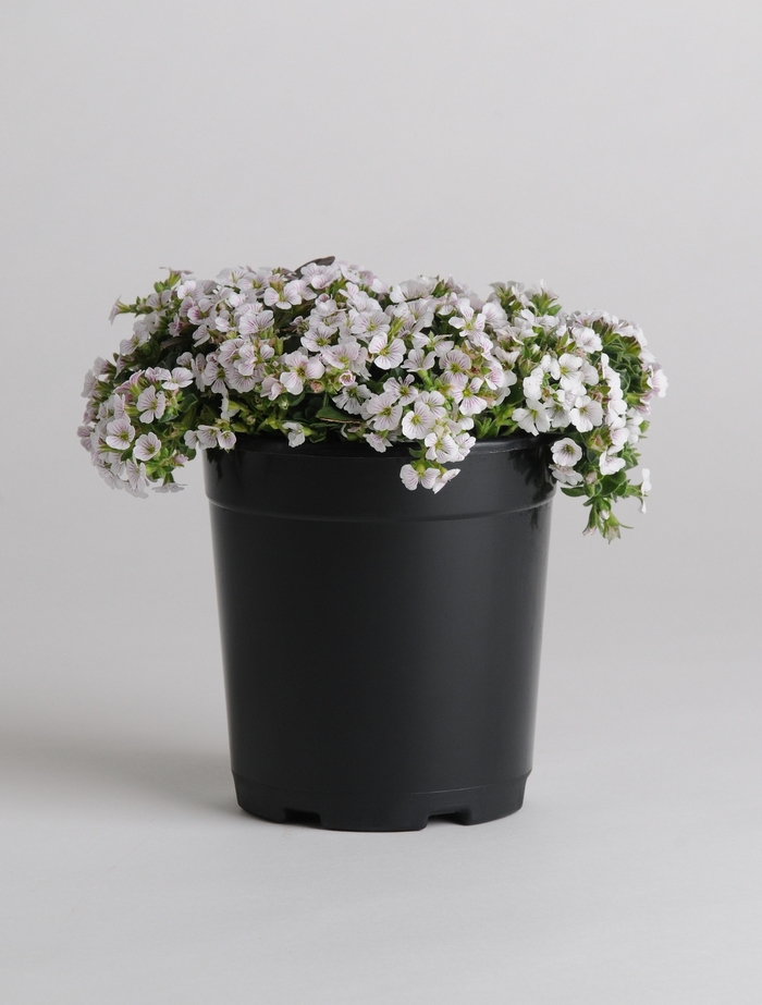 'Pixie Splash' Baby's Breath - Gypsophila cerastioides from Robinson Florists