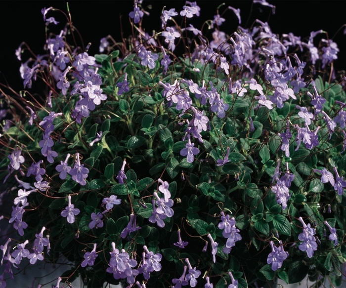 'Concord Blue' Streptocarpella - Streptocarpus saxorum from Robinson Florists