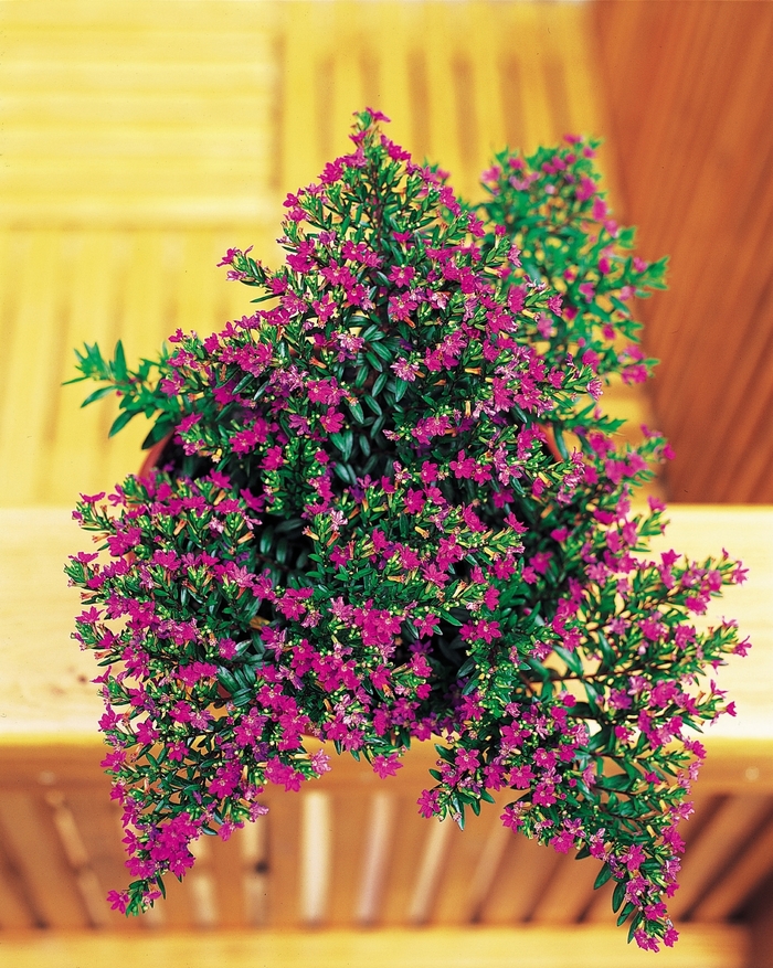 Purple Mexican Heather - Cuphea hyssopifolia from Robinson Florists
