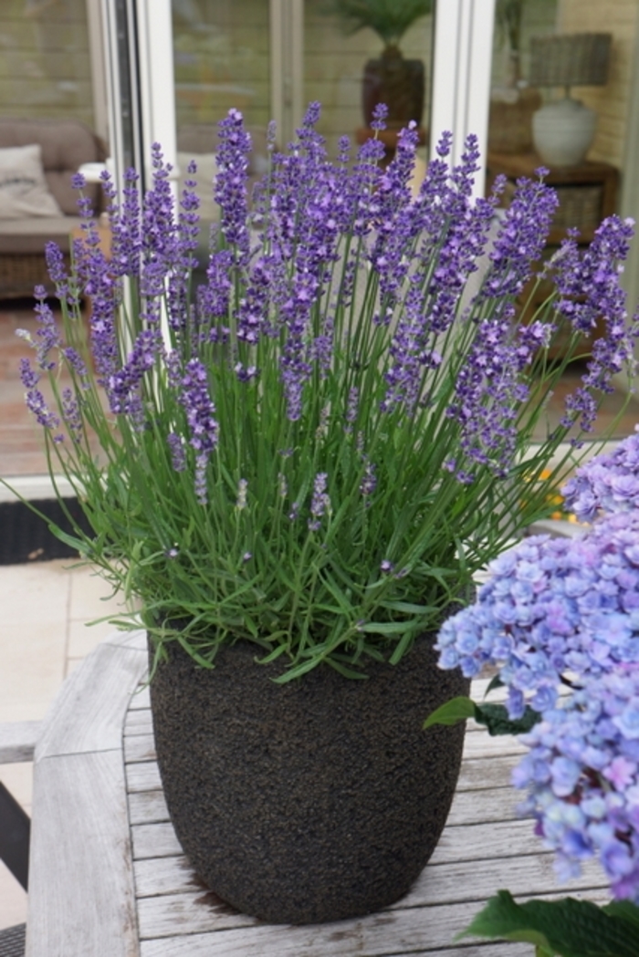 English Lavender - Lavandula angustifolia from Robinson Florists