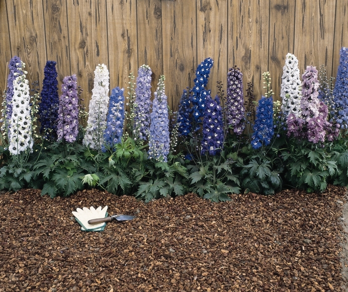 'Magic Fountain Mix' - Delphinium elatum from Robinson Florists