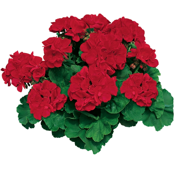 Americana® 'Dark Red' - Pelargonium x hortorum (Zonal Geranium) from Robinson Florists