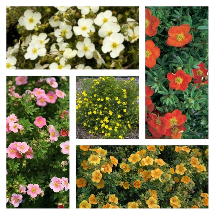 'Nana' - Potentilla neumanniana (verna) from Robinson Florists