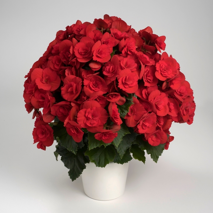 Sun - from Robinson Florists