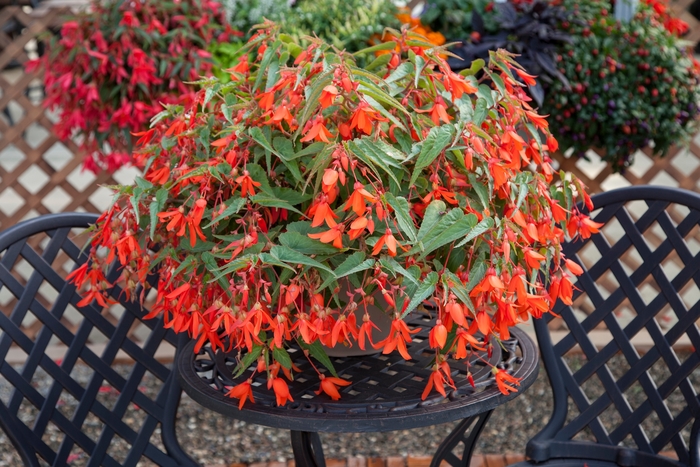 Bossa Nova&reg; 'Orange' - Begonia boliviensis from Robinson Florists