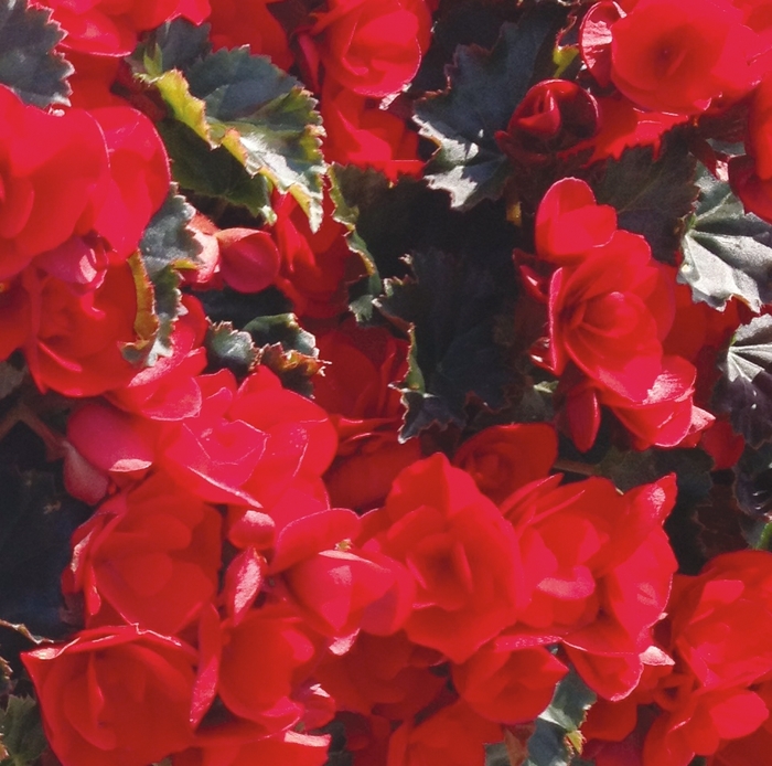 'Vermillion' Rieger Begonia - Begonia x hiemalis from Robinson Florists