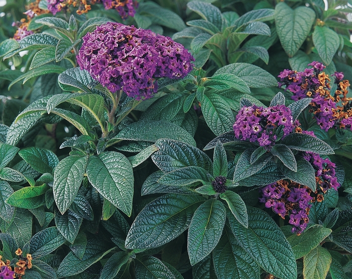'Atlantis' Heliotrope - Heliotropium arborescens from Robinson Florists