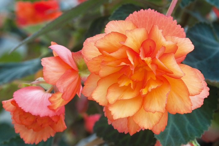 Illumination® 'Golden Picotee' - Begonia x tuberhybrida from Robinson Florists