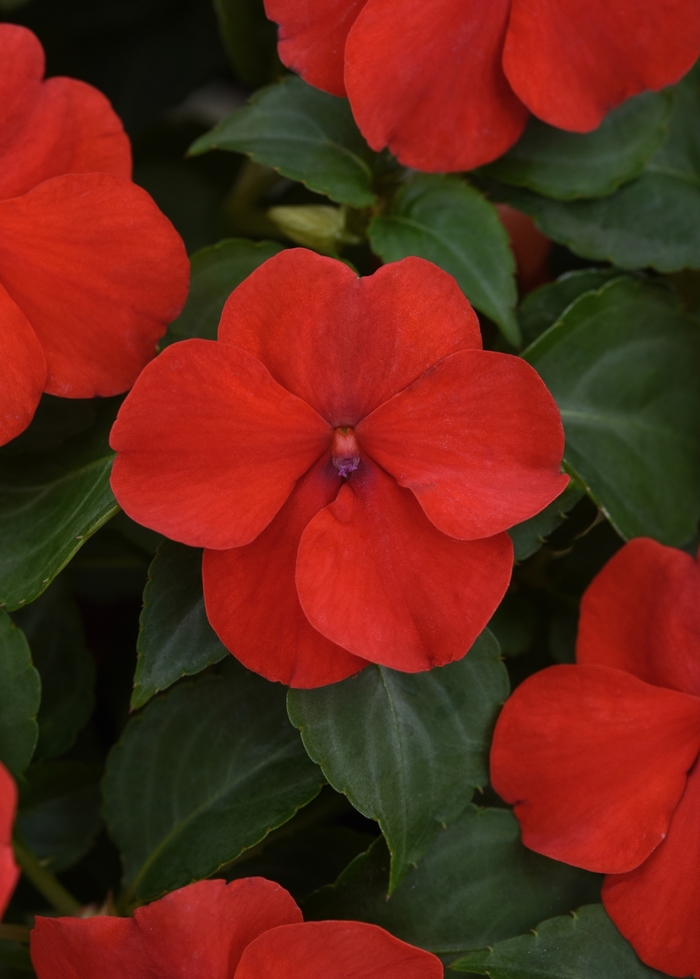 Beacon&trade; Bright Red - Impatiens walleriana from Robinson Florists