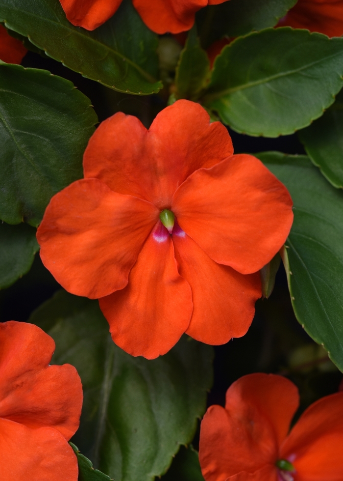Beacon&trade; Orange - Impatiens walleriana from Robinson Florists