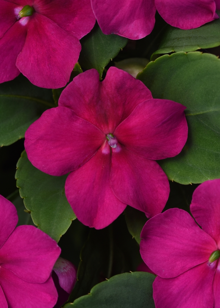 Beacon&trade; Violet Shades - Impatiens walleriana from Robinson Florists