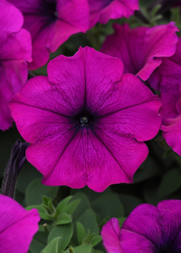 Easy Wave® 'Violet' - Petunia from Robinson Florists