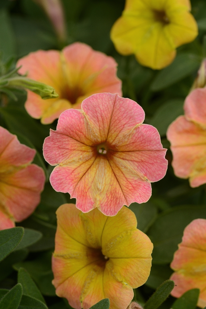 Cascadias&trade; 'Indian Summer' - Petunia from Robinson Florists