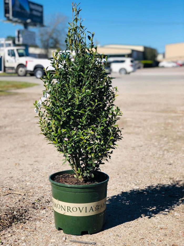 'Emerald Queen' Australian Sword Fern - Nephrolepis obliterata from Robinson Florists