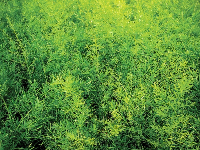 Proven Accents® 'Sprengeri' - Asparagus densiflorus (Asparagus Fern) from Robinson Florists